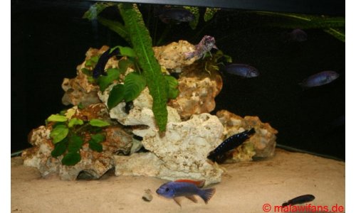 Malawi Deltabecken